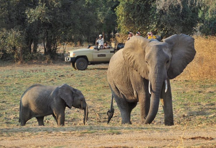 Elephants in South Luangwa National Park, Zambia