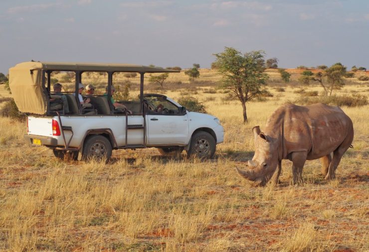Rhino at Bagatelle Kalahari Game Ranch