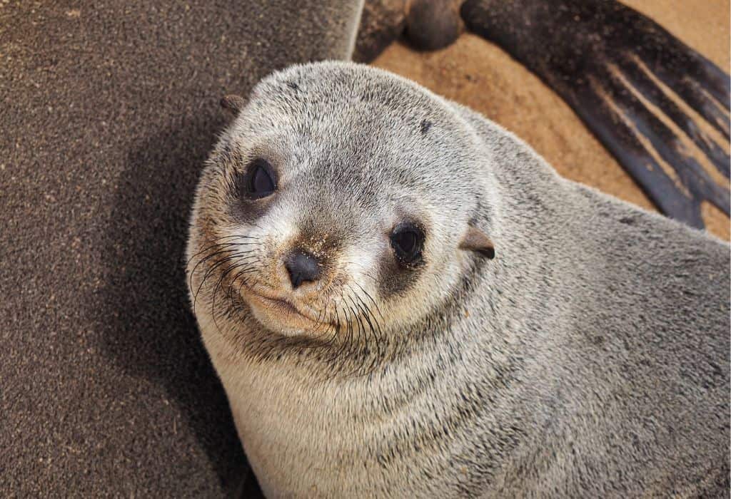 Cape Cross Seal Colony Namibia