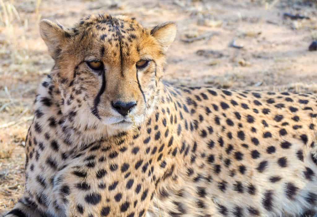 Cheetah at Naankuse, Namibia