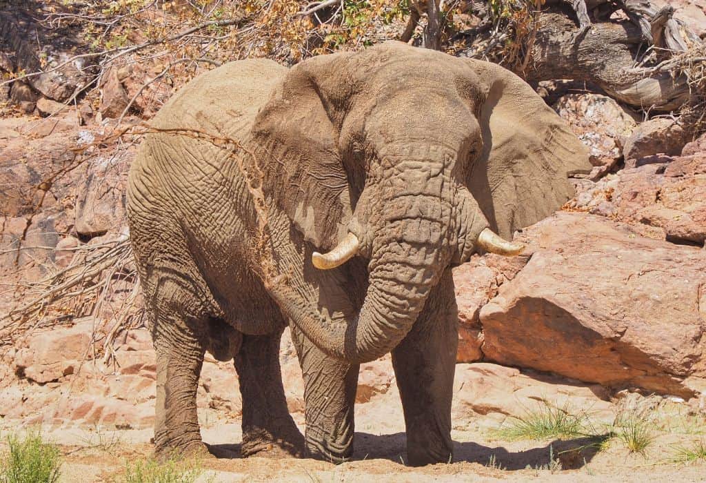 Desert Elephants of Namibia