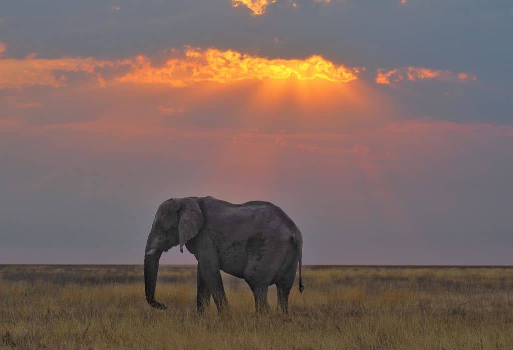 Elephant in Etosha National Park Namibia