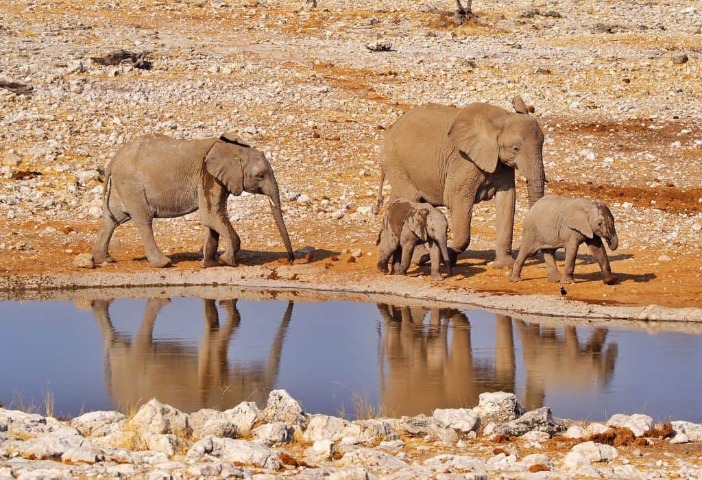 Elephants in Etosha National Park