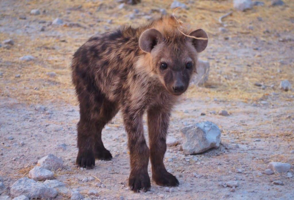 Hyena in Etosha, Namibia