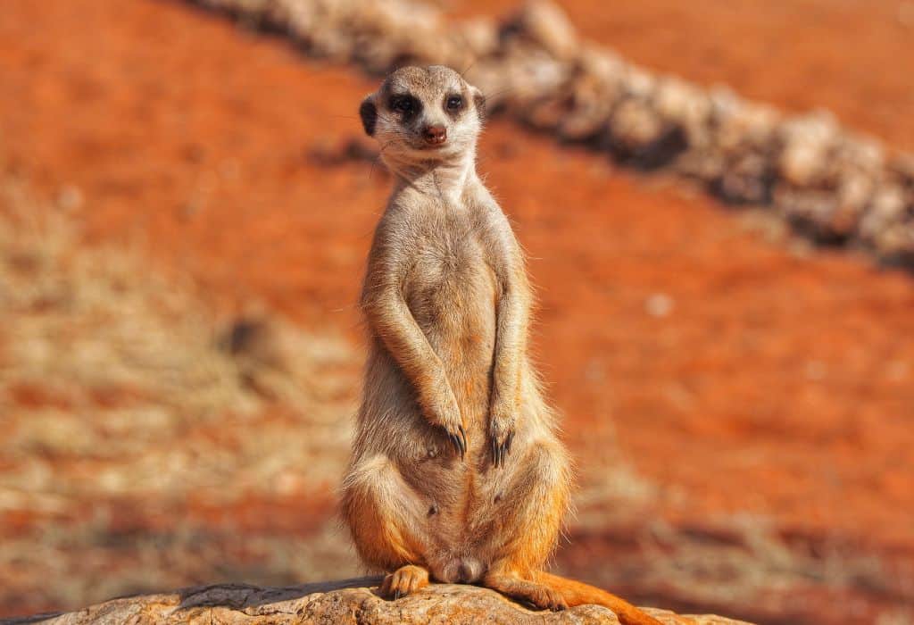 Meerkat, Namibia