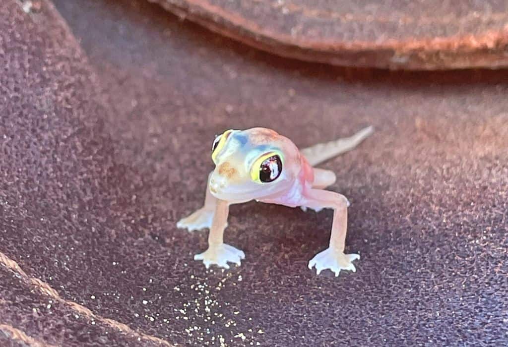 Namib Sand Gecko