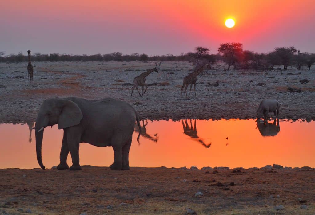 Okaukuejo Waterhole, Namibia