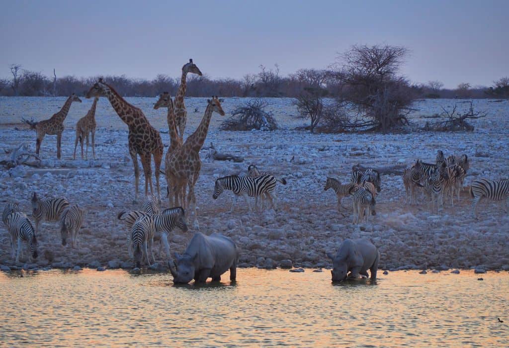 Okaukuejo Waterhole in Etosha National Park