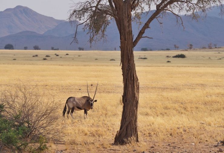 Oryx in Namibia