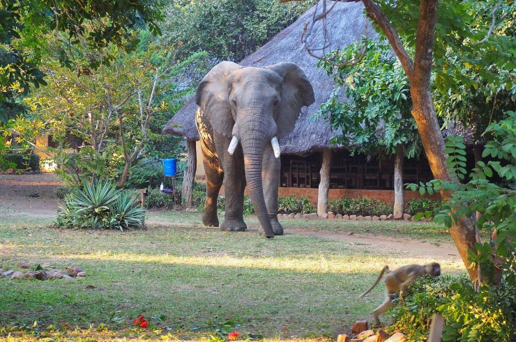 Elephant in South Luangwa