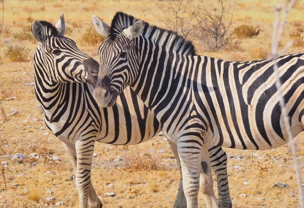 Zebras in Etosha National Park