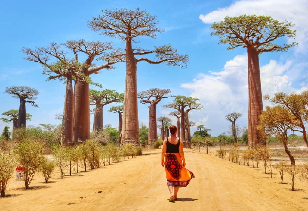 Avenue of the Baobabs, Madagascar