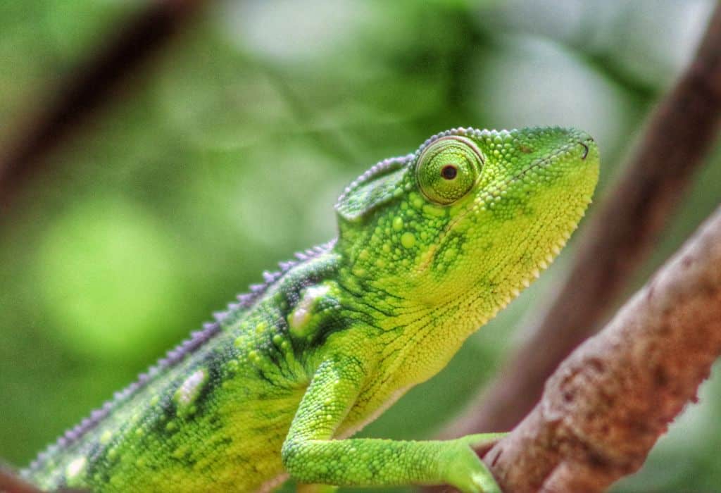 Chameleon Madagascar