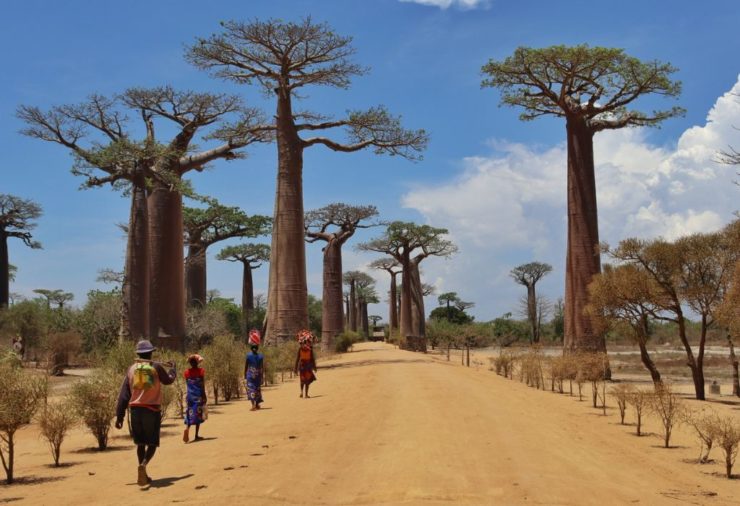 Avenue of the Baobabs Madagascar