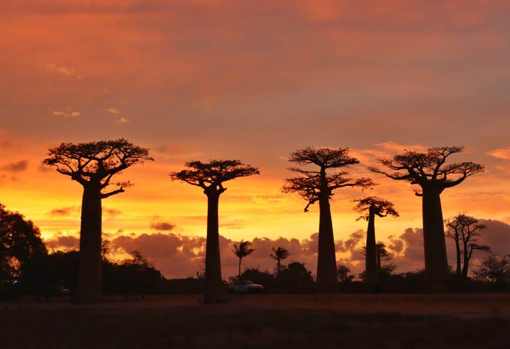 Avenue of the Baobabs Madagascar