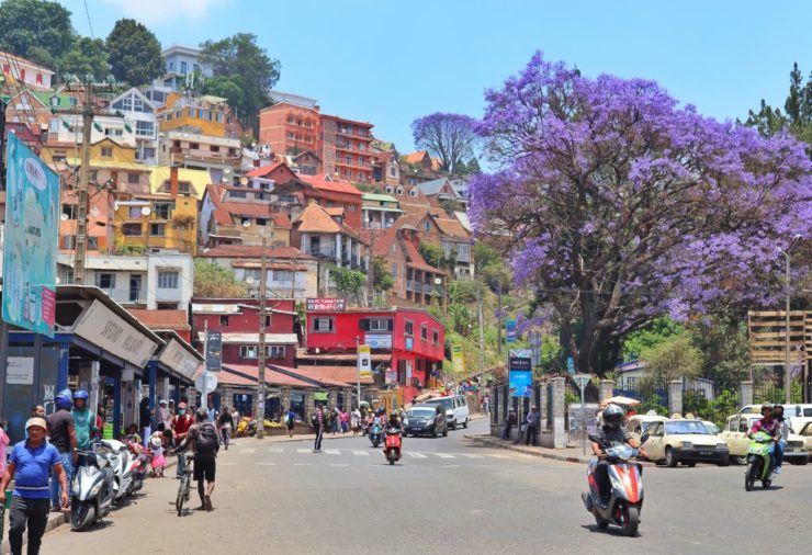 Jacaranda trees in Antananarivo