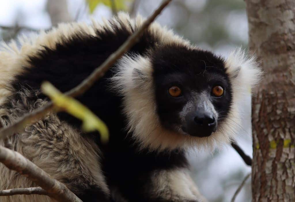 Black-and-white ruffed lemur