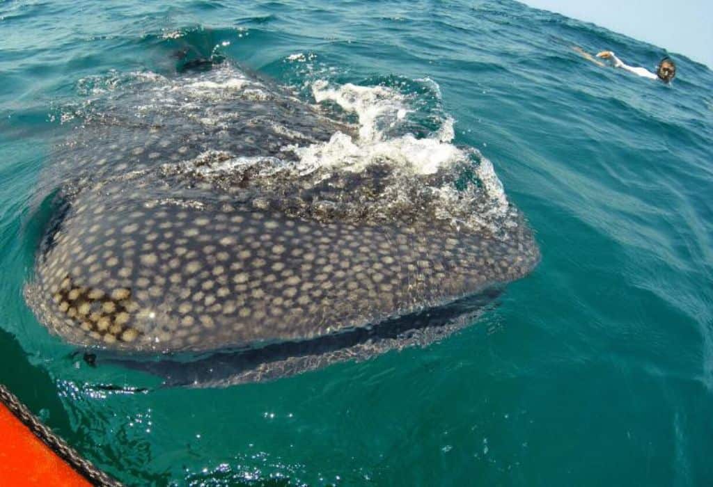 Swimming with whale sharks in Mozambique