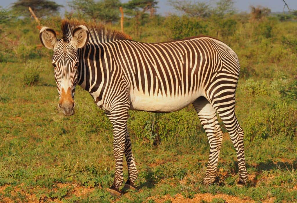 Grevy's zebra in Samburu National Reserve