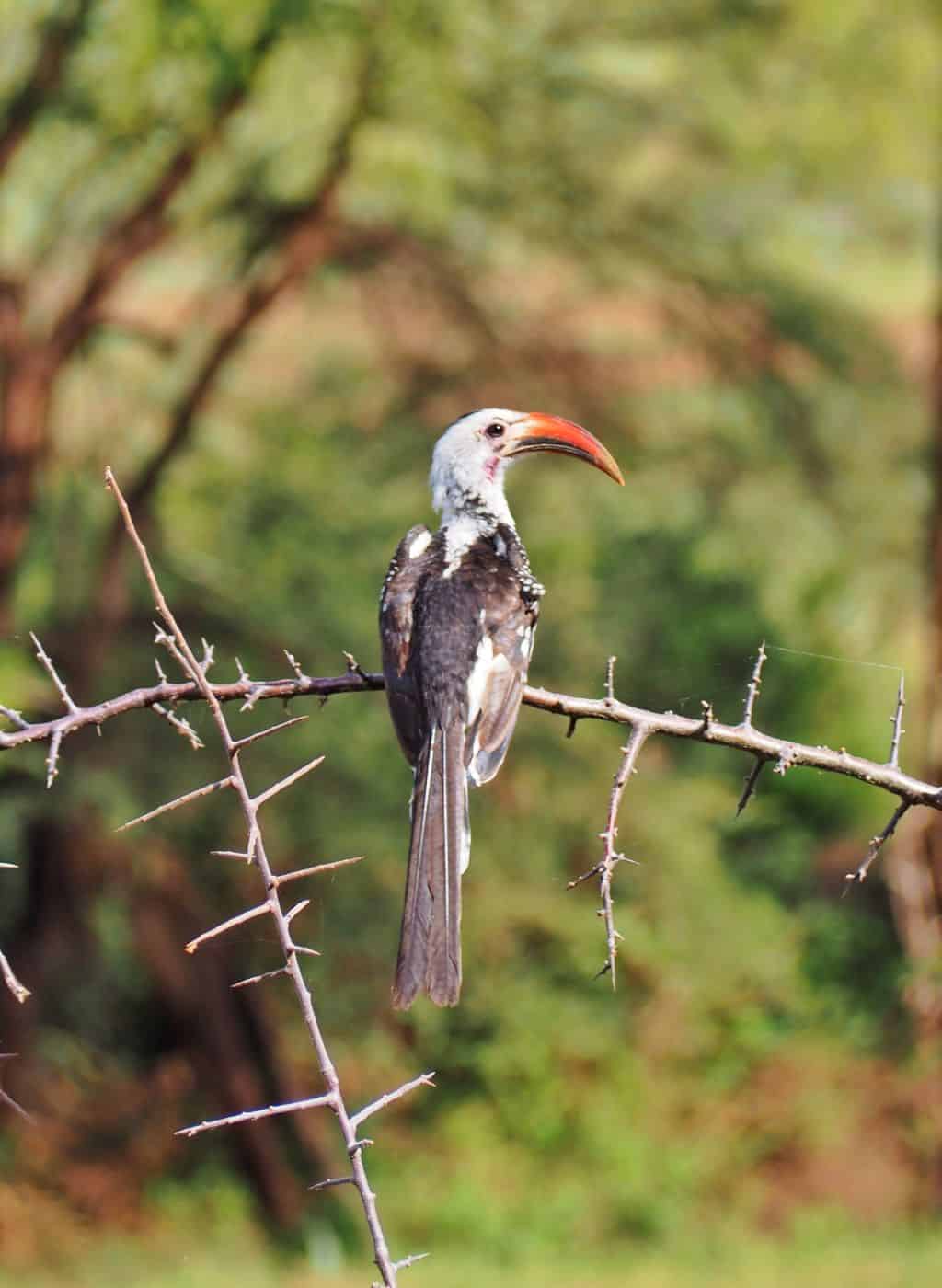 Red-billed hornbill in Samburu National Reserve