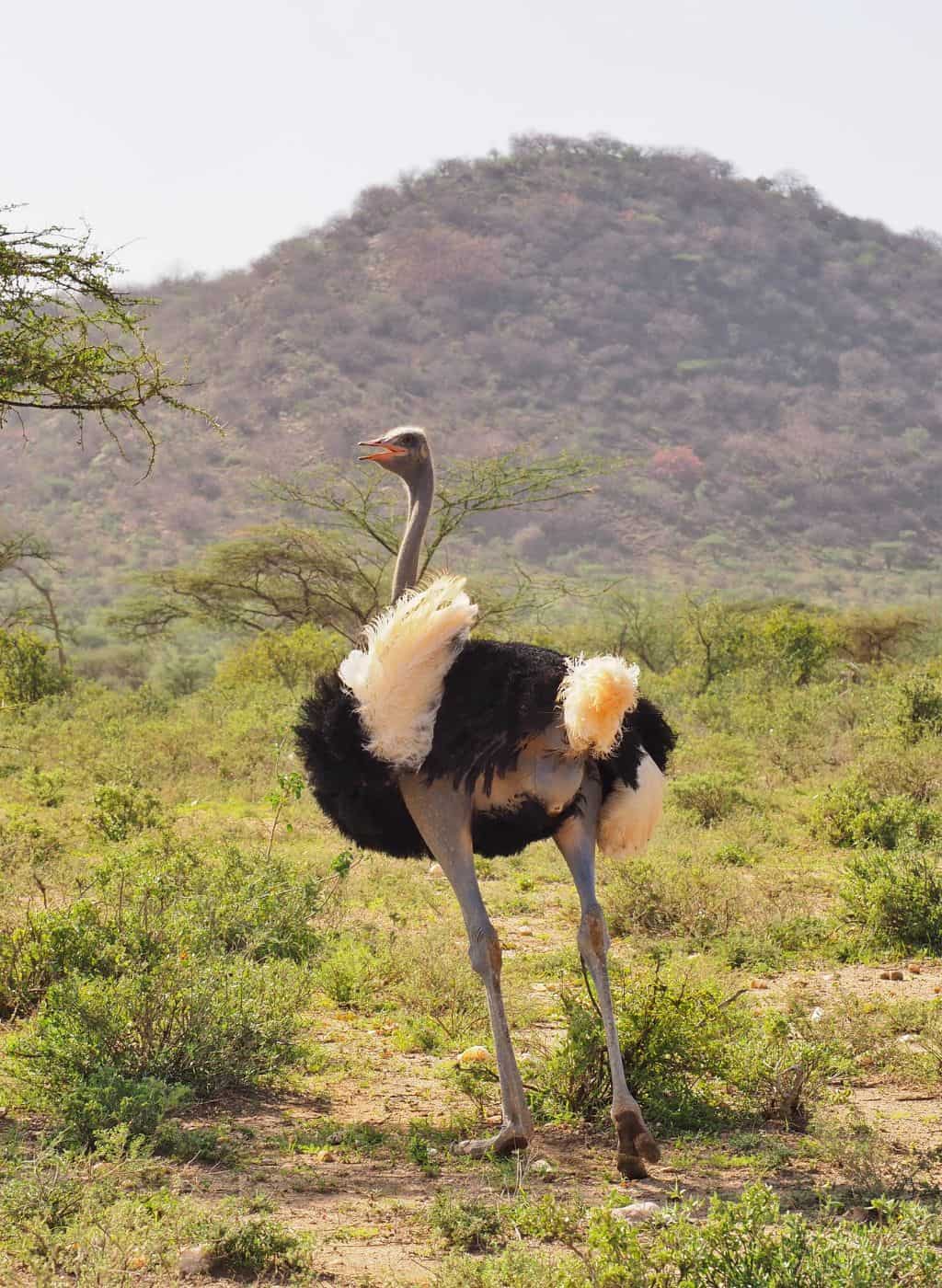 Somali ostrich in Samburu National Reserve