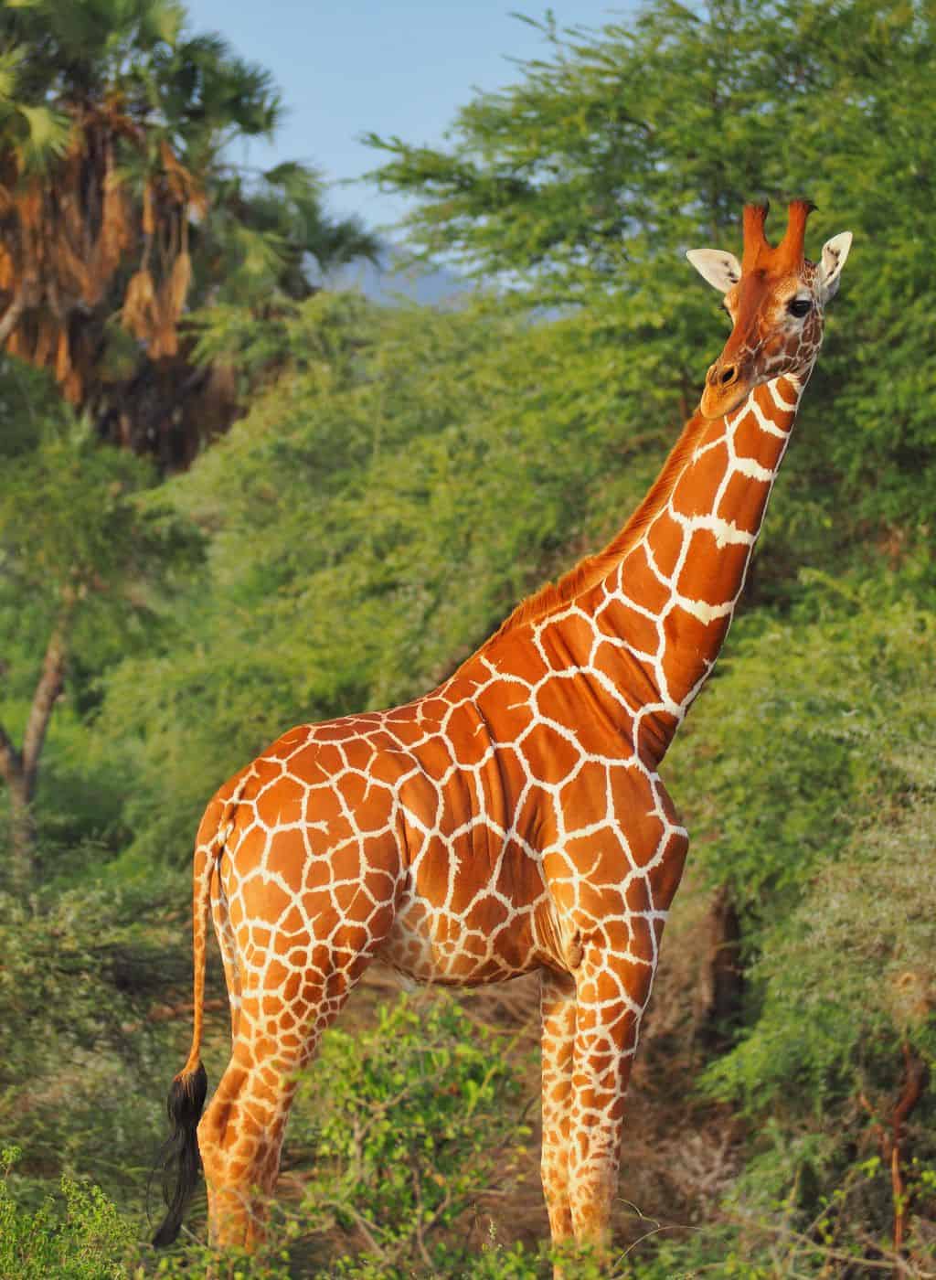 Reticulated giraffe in Samburu National Reserve