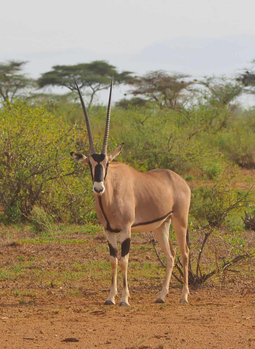 Beisa oryx in Samburu National Reserve