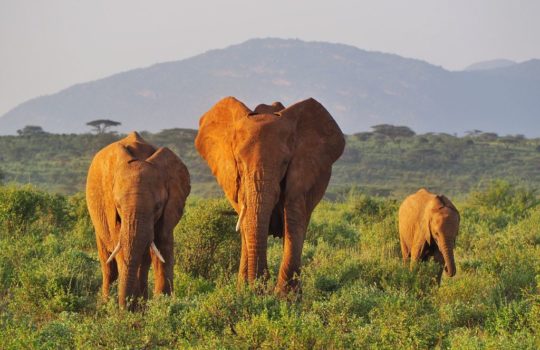 Elephants in Samburu National Reserve