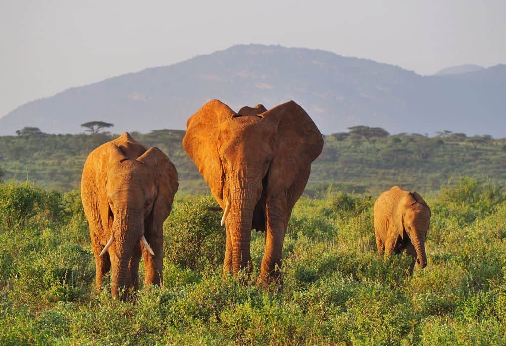 Elephants in Samburu National Reserve