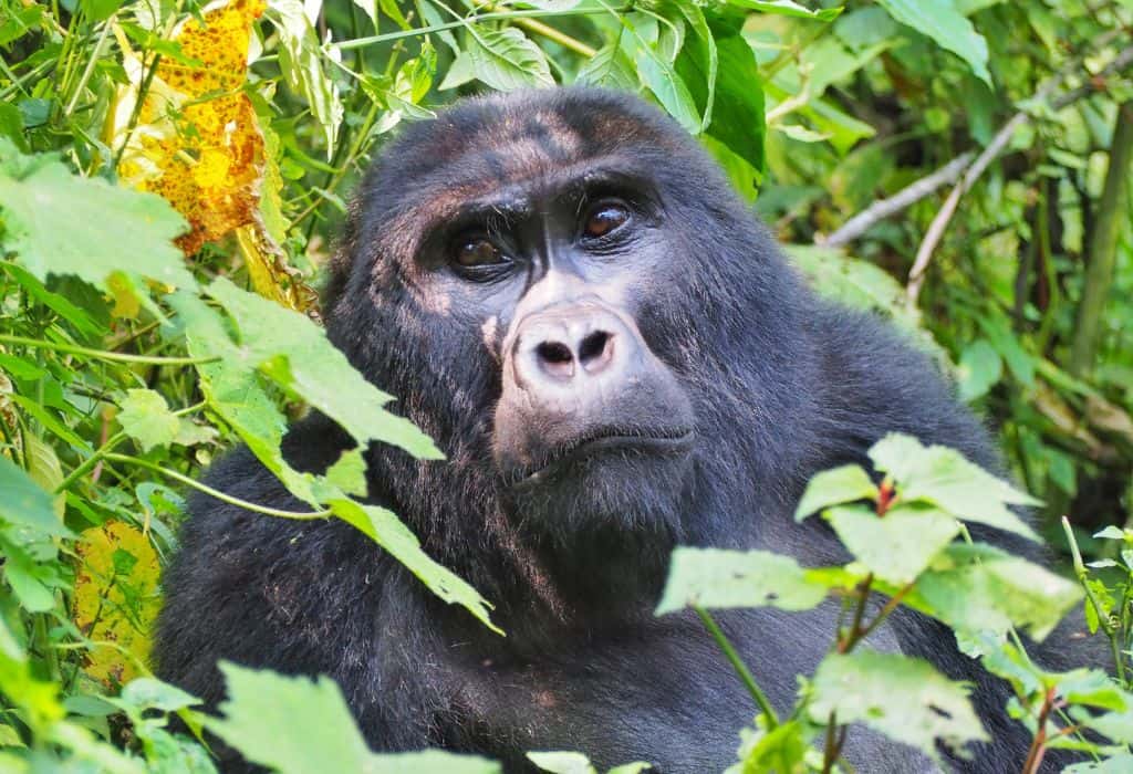 Gorilla in Uganda