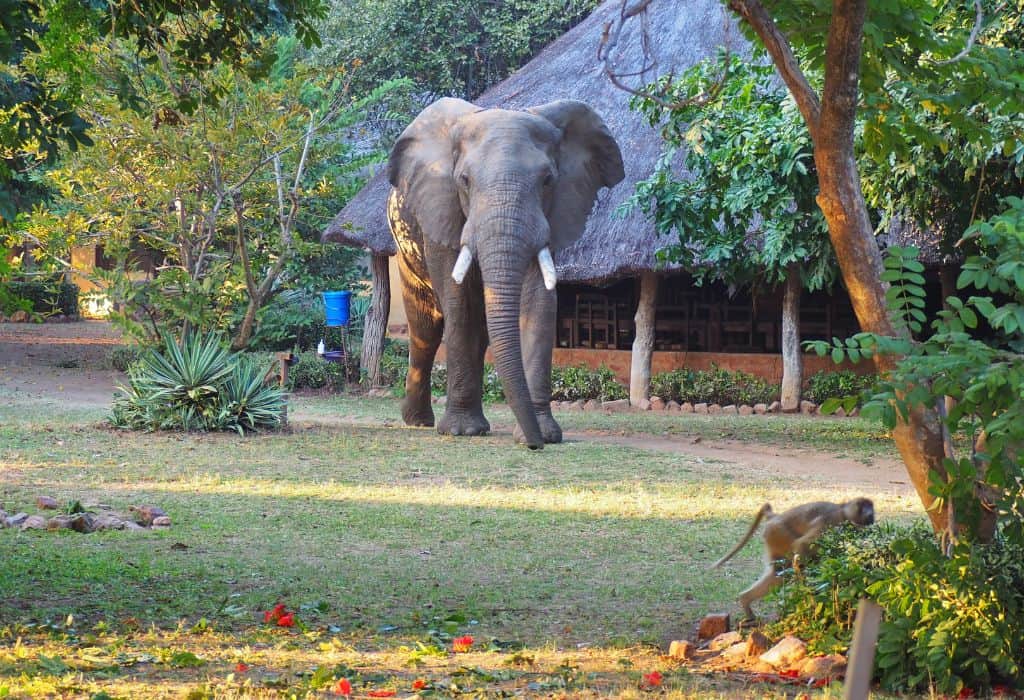 Elephant at Croc Valley Camp, Zambia