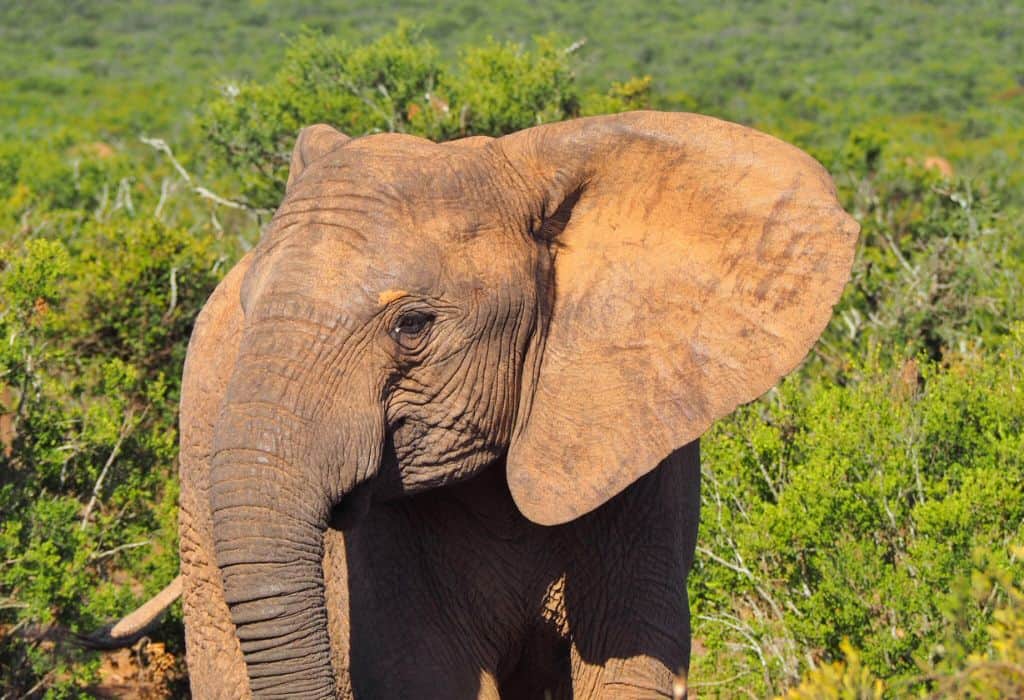 Elephant in Addo Elephant National Park, South Africa