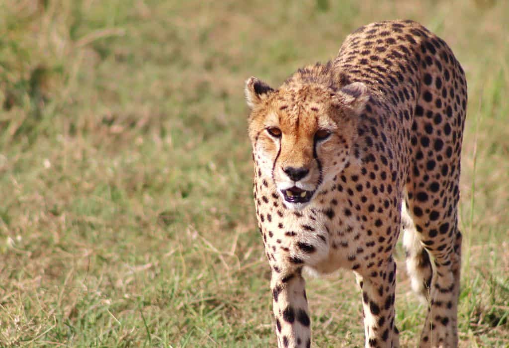 Cheetah in the Masai Mara