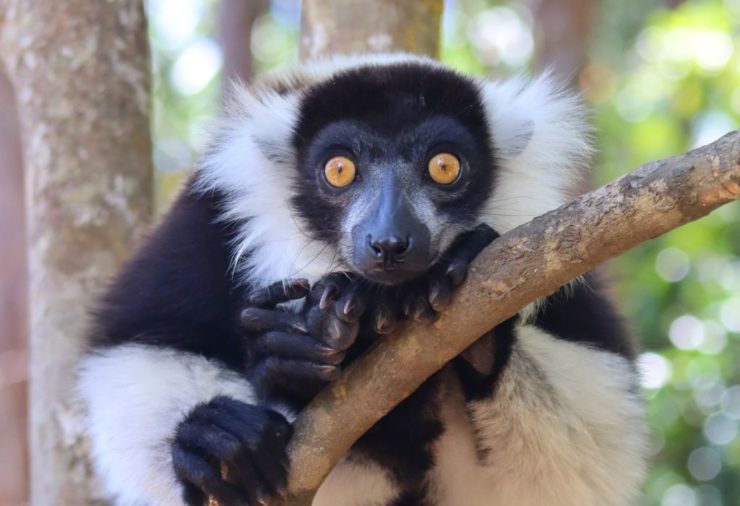 Black-and-white Ruffed Lemur. Madagascar