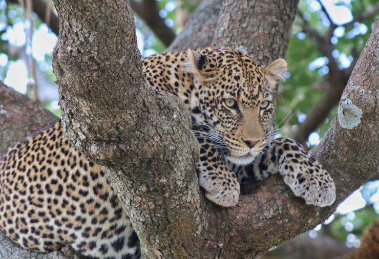 Leopard in a tree in the Serengeti, Tanzania