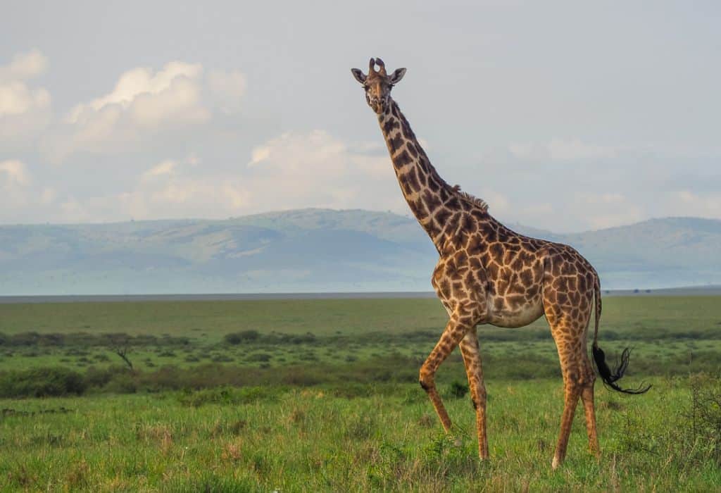Giraffe Masai Mara, Kenya