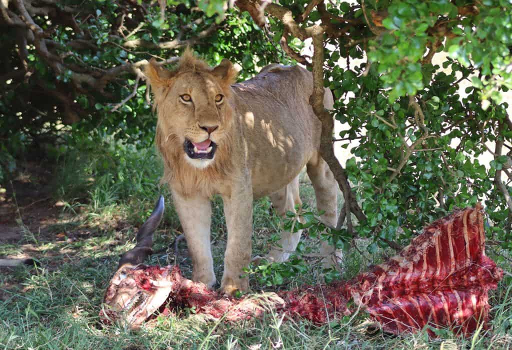 Lion, Masai Mara, Kenya