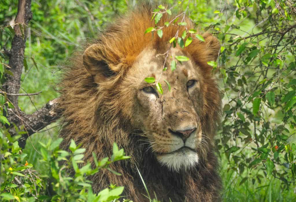 Lion Masai Mara, Kenya