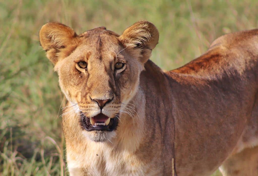 Lion in the Masai Mara