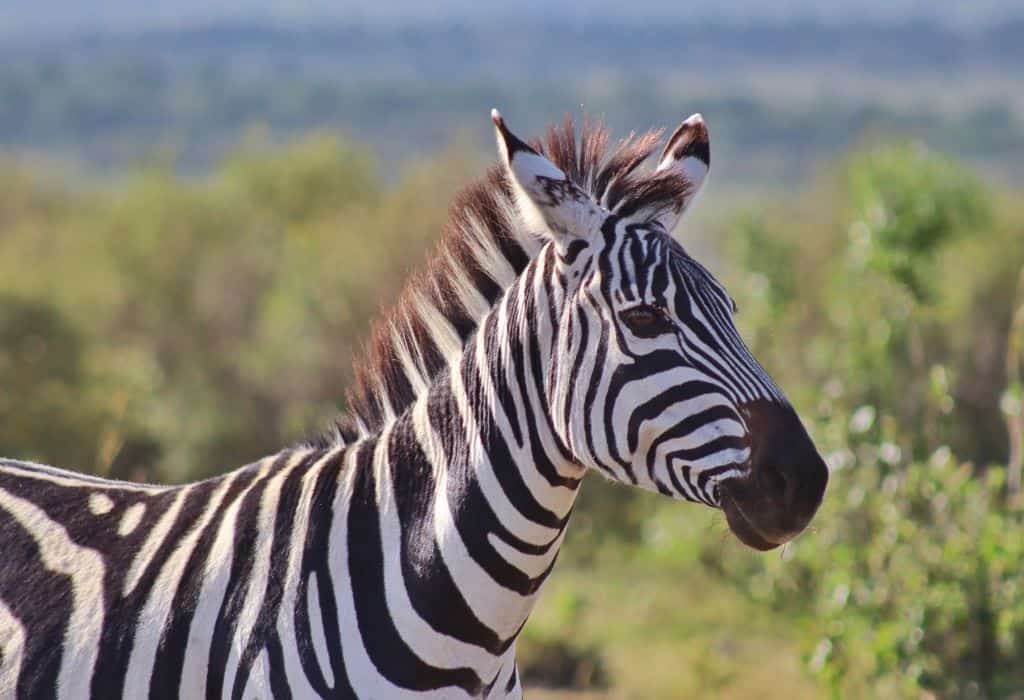 Zebra, Masai Mara, Kenya