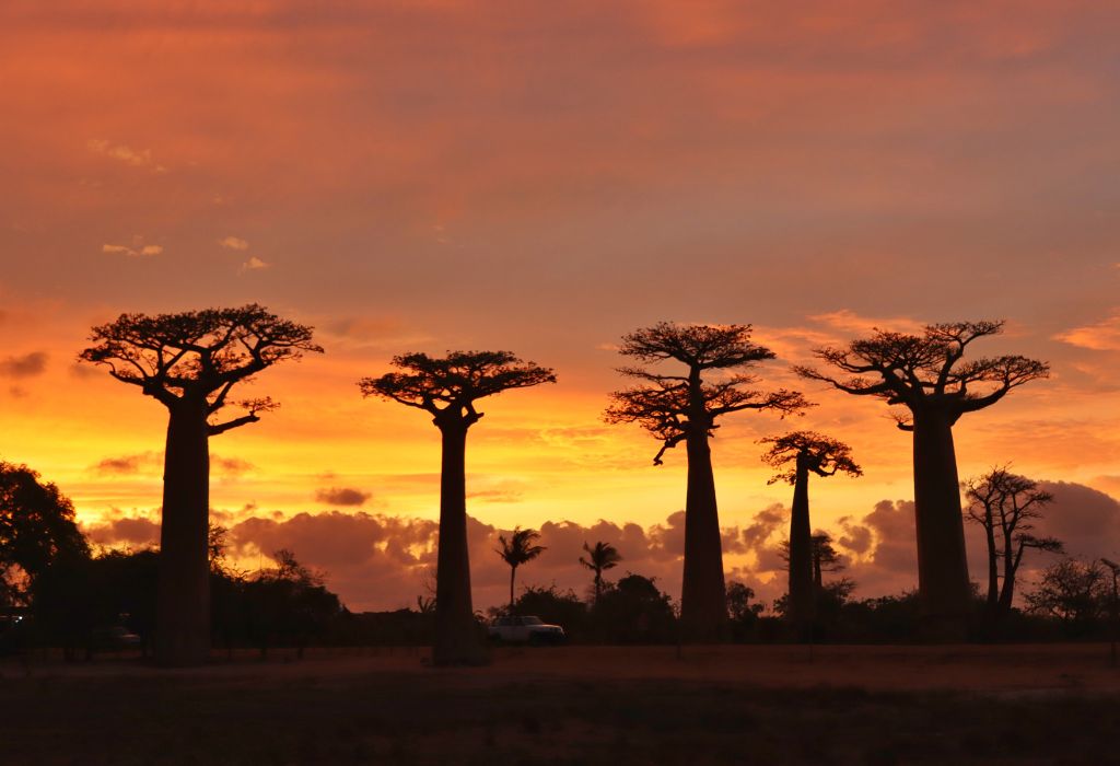 Avenue of the Baobabs in Madagascar at Sunset