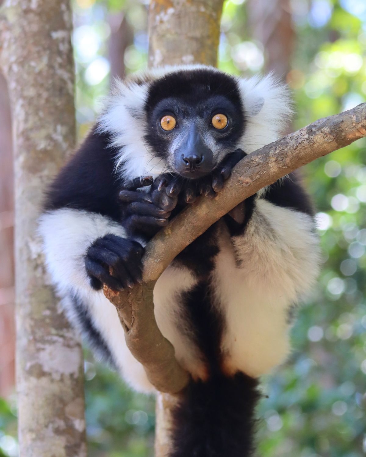 Black-and-white Ruffed Lemur Madagascar