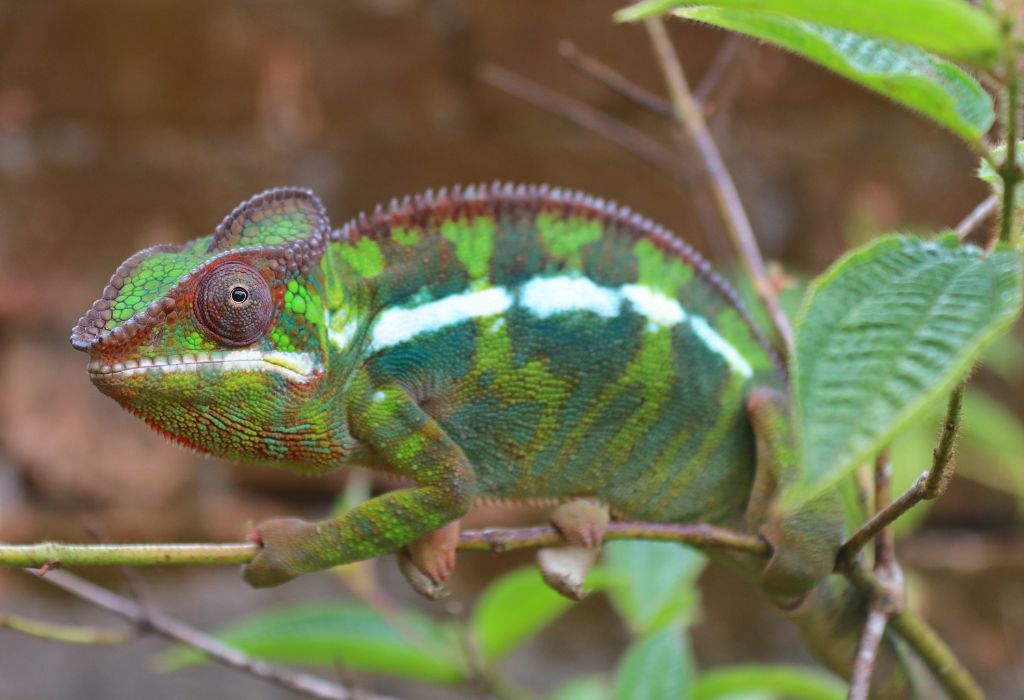 Chameleon in Madagascar