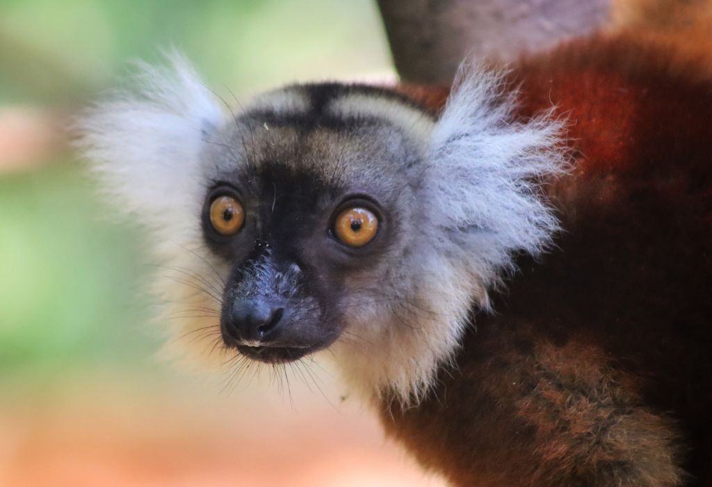 Female Black Lemur in Madagascar
