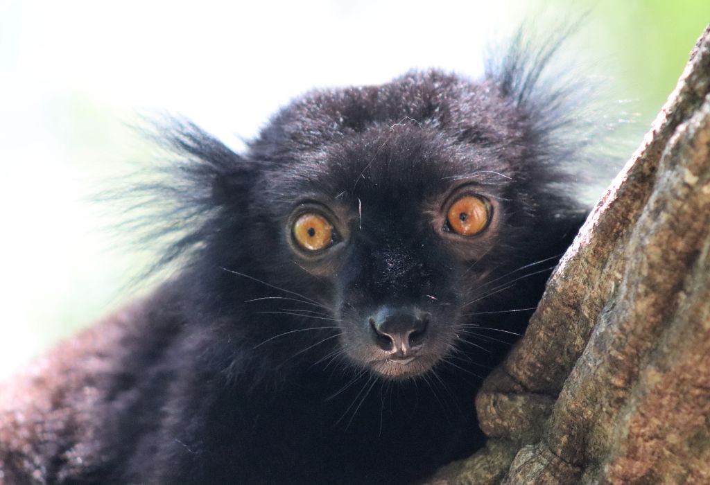 Male Black Lemur in Madagascar