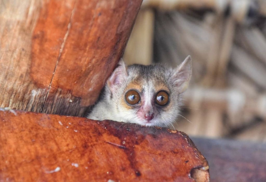 A Mouse Lemur Madagascar