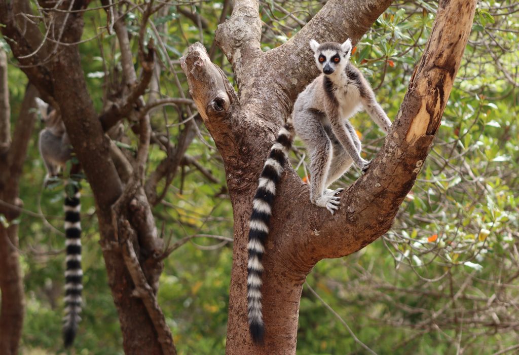 Ring-tailed Lemur Madagascar