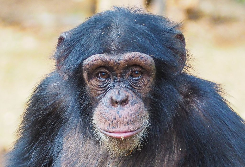 Tacugama Chimpanzee Sanctuary Sierra Leone