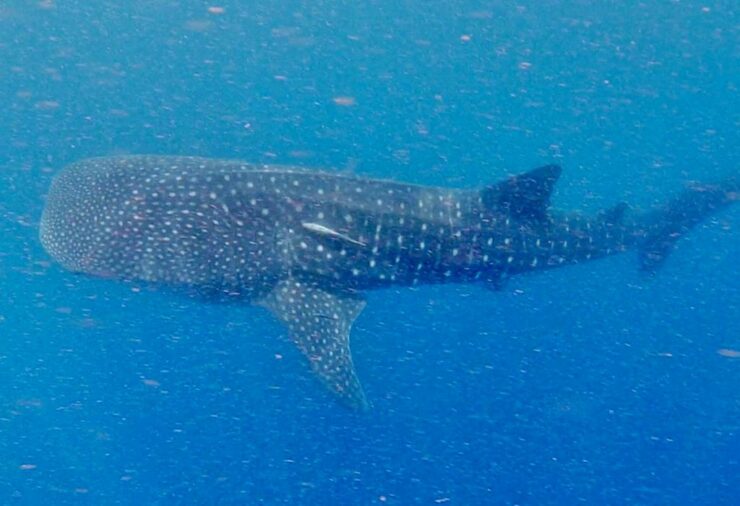 Swimming with Whale Sharks in Nosy Be Madagascar