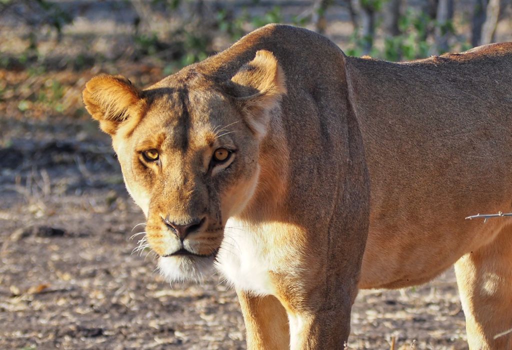 Lion in Chobe National Park Botswana